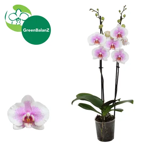 Phal.2-R rosa/weiss Novelty 9 T12 H055