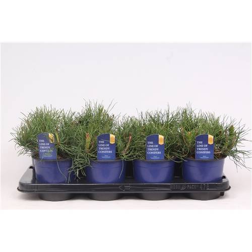 Pinus Mugo Pumilio T13 H15