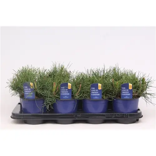 Pinus Mugo Pumilio T13 H15