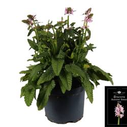 Stachys rosa Summer Sweets T19 H055