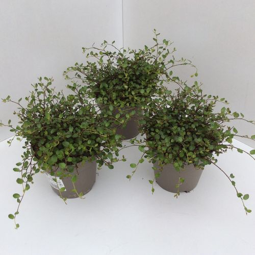 Mühlenbeckia T13 H15