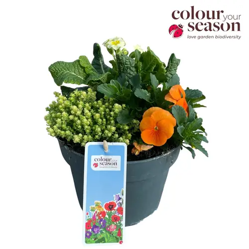 Primula/Sedum/ViolaCornuta im Topf Miami T19 H035