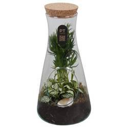 Flor.Arr PTGIG2187 T13 H029