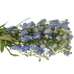 Delphinium blau Sky 60cm