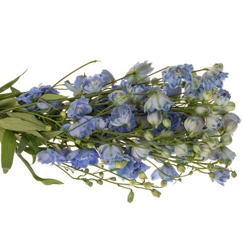 Delphinium blau Sky 60cm
