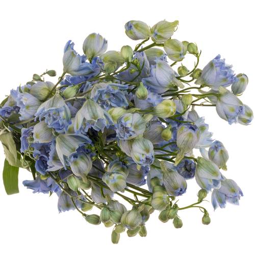 Delphinium blau Sky 60cm