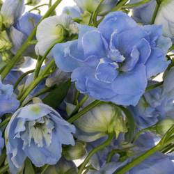 Delphinium blau Sky 60cm