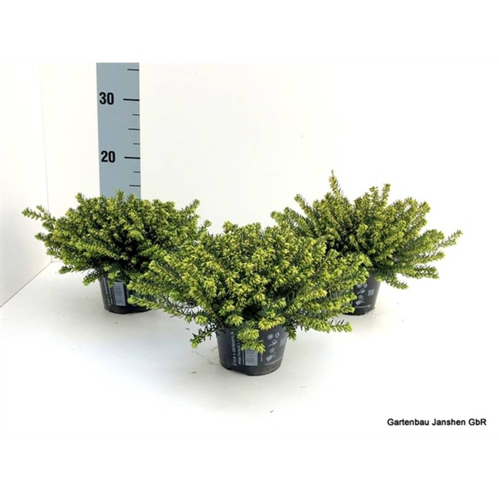 Erica darleyensis weiss Schnapch. Von Uhr T10,5 H020