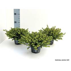 Erica darleyensis weiss Schnapch. Von Uhr T10,5 H020
