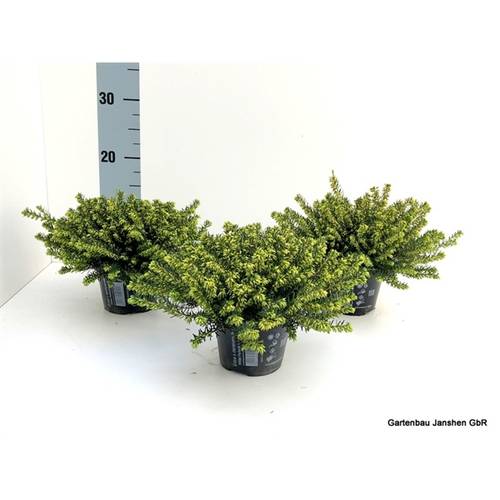 Erica darleyensis weiss Schnapch. Von Uhr T10,5 H020