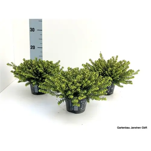 Erica darleyensis weiss Schnapch. Von Uhr T10,5 H020