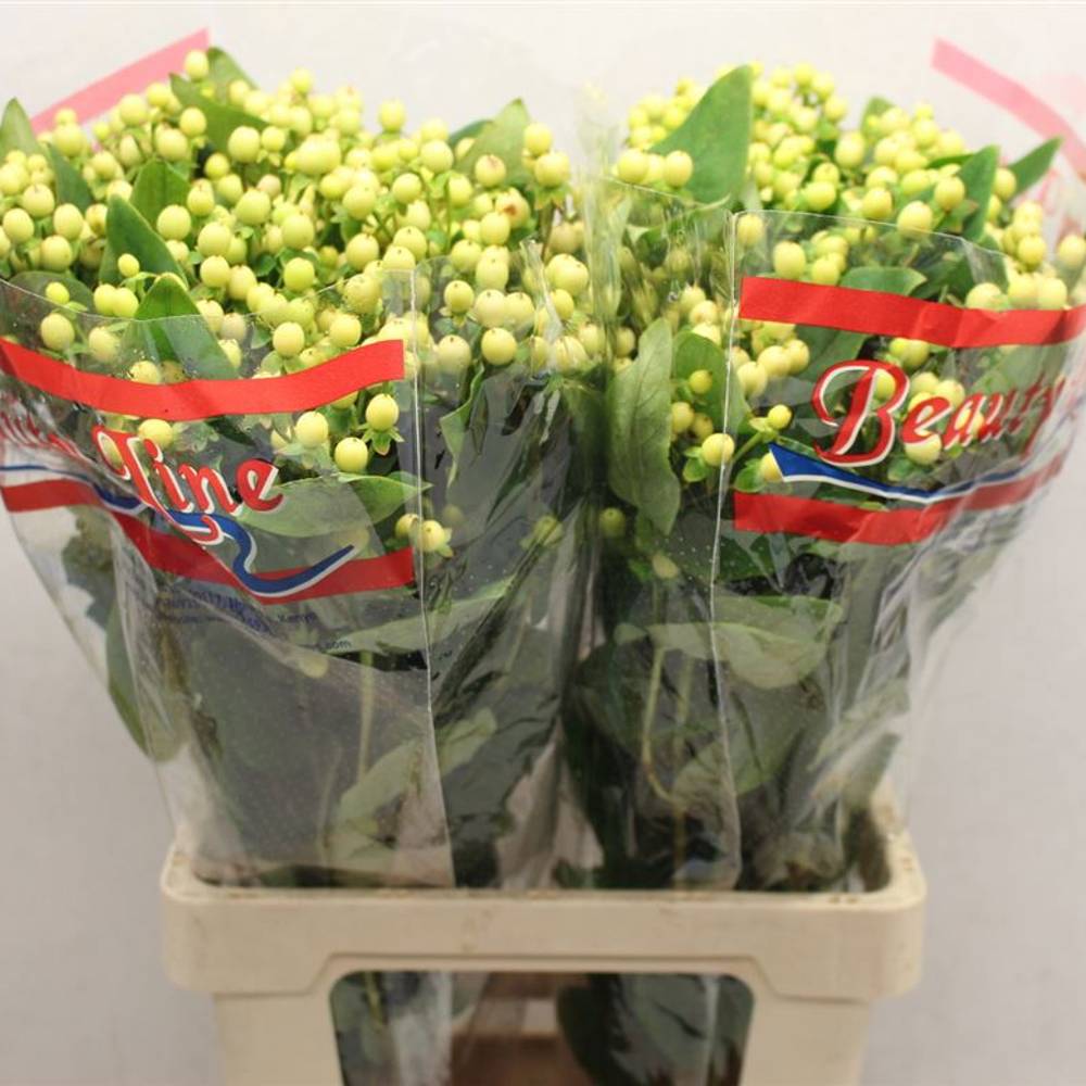 Hypericum hell gelb Brisk Vanilla 70cm
