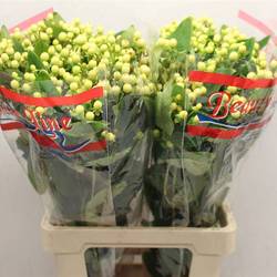 Hypericum hell gelb Brisk Vanilla 70cm