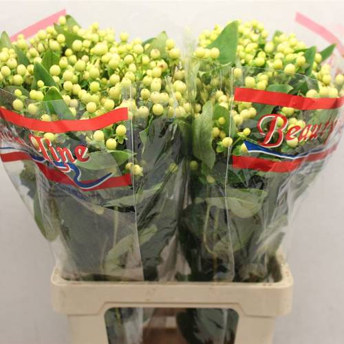 Hypericum hell gelb Brisk Vanilla 70cm