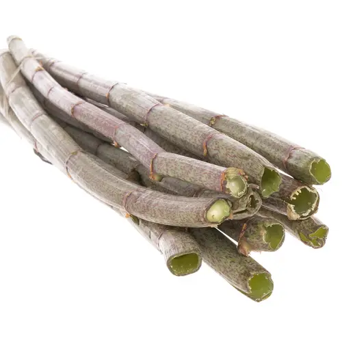 Polygonum grün 80cm
