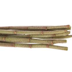 Polygonum grün 80cm