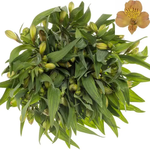 Alstroemerie orange Aurora 55 Gramm 75cm