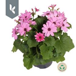 Senetti rosa T12 H025