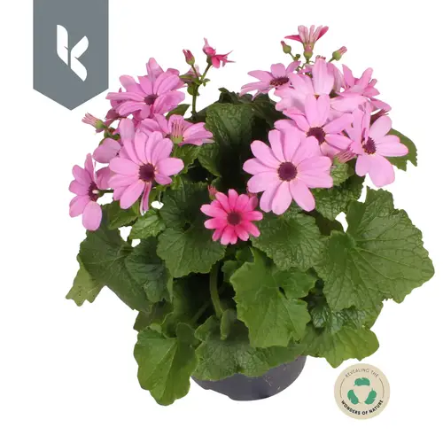 Senetti rosa T12 H025