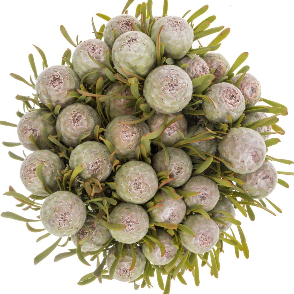 Leucadendron grau Ayoba Jade Pearl 40cm