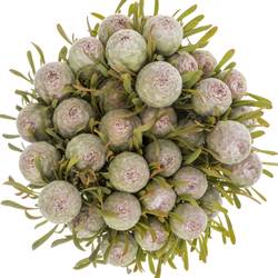 Leucadendron grau Ayoba Jade Pearl 40cm