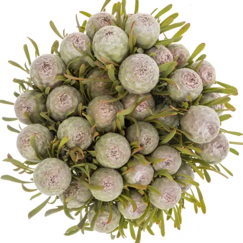 Leucadendron grau Ayoba Jade Pearl 40cm