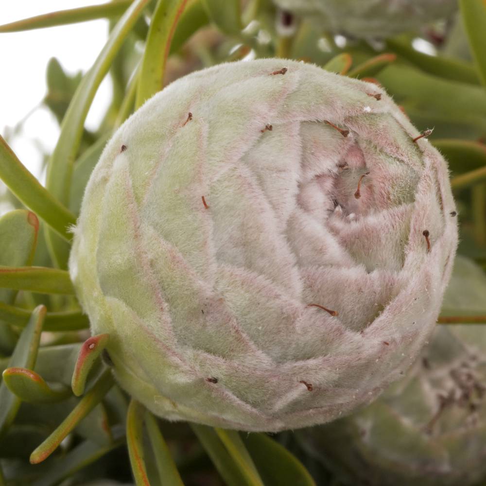 Leucadendron grau Ayoba Jade Pearl 40cm