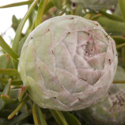 Leucadendron grau Ayoba Jade Pearl 40cm