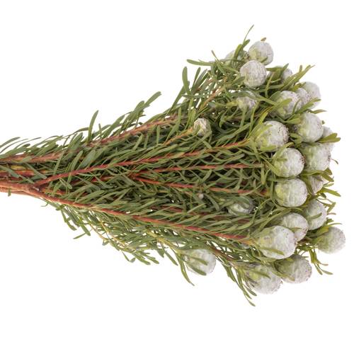 Leucadendron grau Ayoba Jade Pearl 40cm