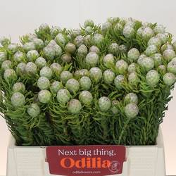 Leucadendron grau Ayoba Jade Pearl 40cm