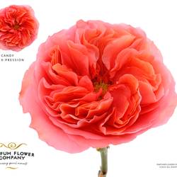 Rose rosa/orange Candy X-Pression 60cm