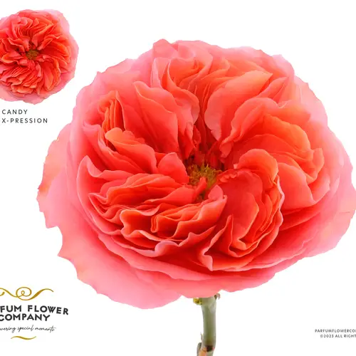 Rose rosa/orange Candy X-Pression 60cm