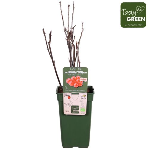 Bio Ribes Lisette T19 H50