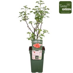 Bio Ribes Lisette T19 H50