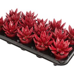 Echev.Gef dunkel rot T85 H011