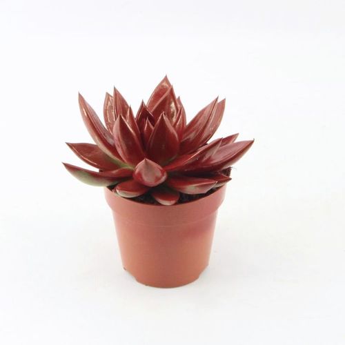 Echev.Gef dunkel rot T85 H011
