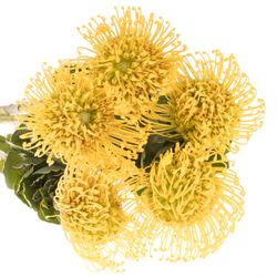 Nutans gelb High Gold 50cm