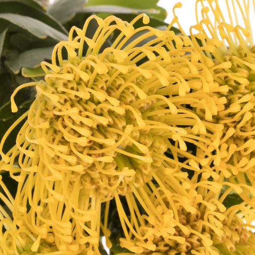 Nutans gelb High Gold 50cm