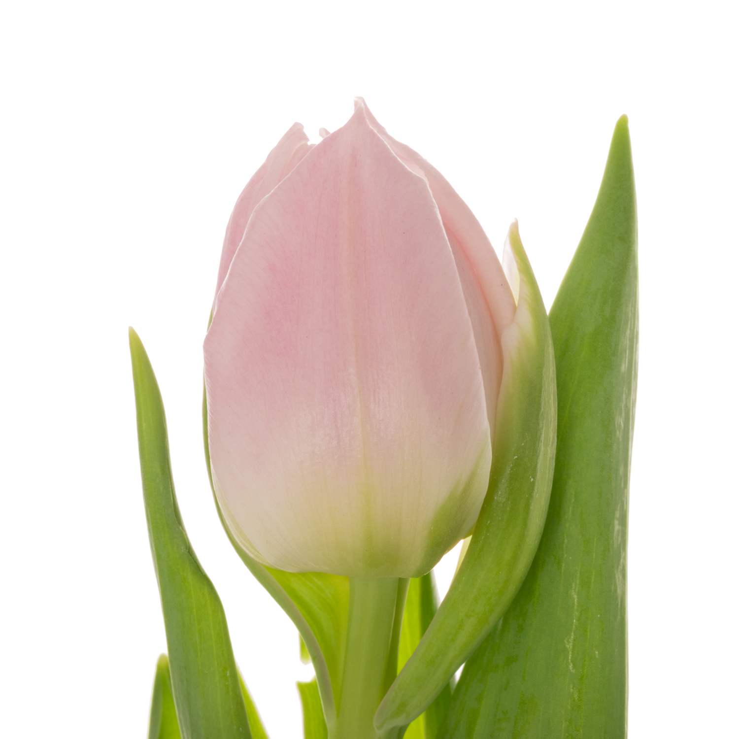 Tulpe rosa doppel Dreamer 36 Gramm