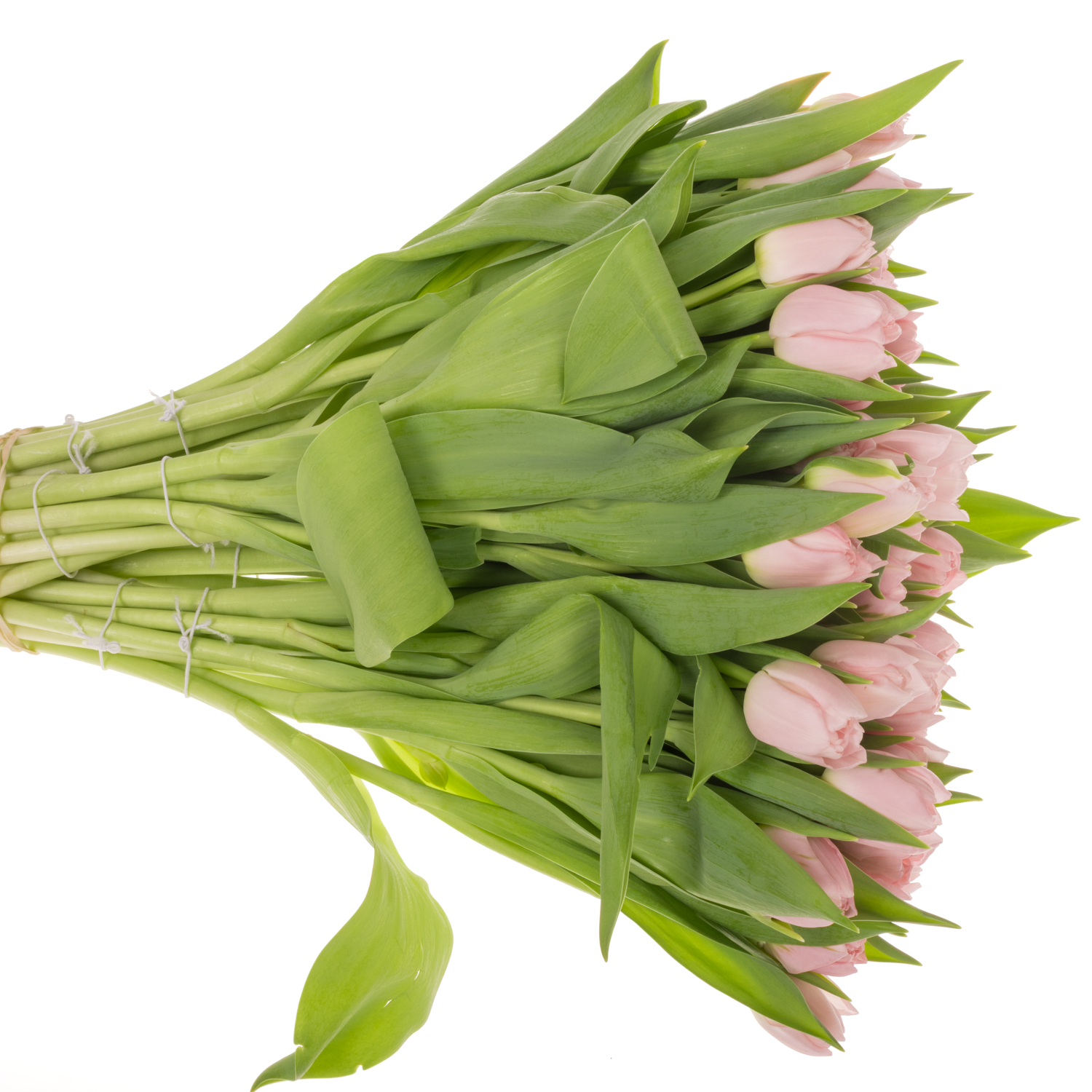 Tulpe rosa doppel Dreamer 36 Gramm