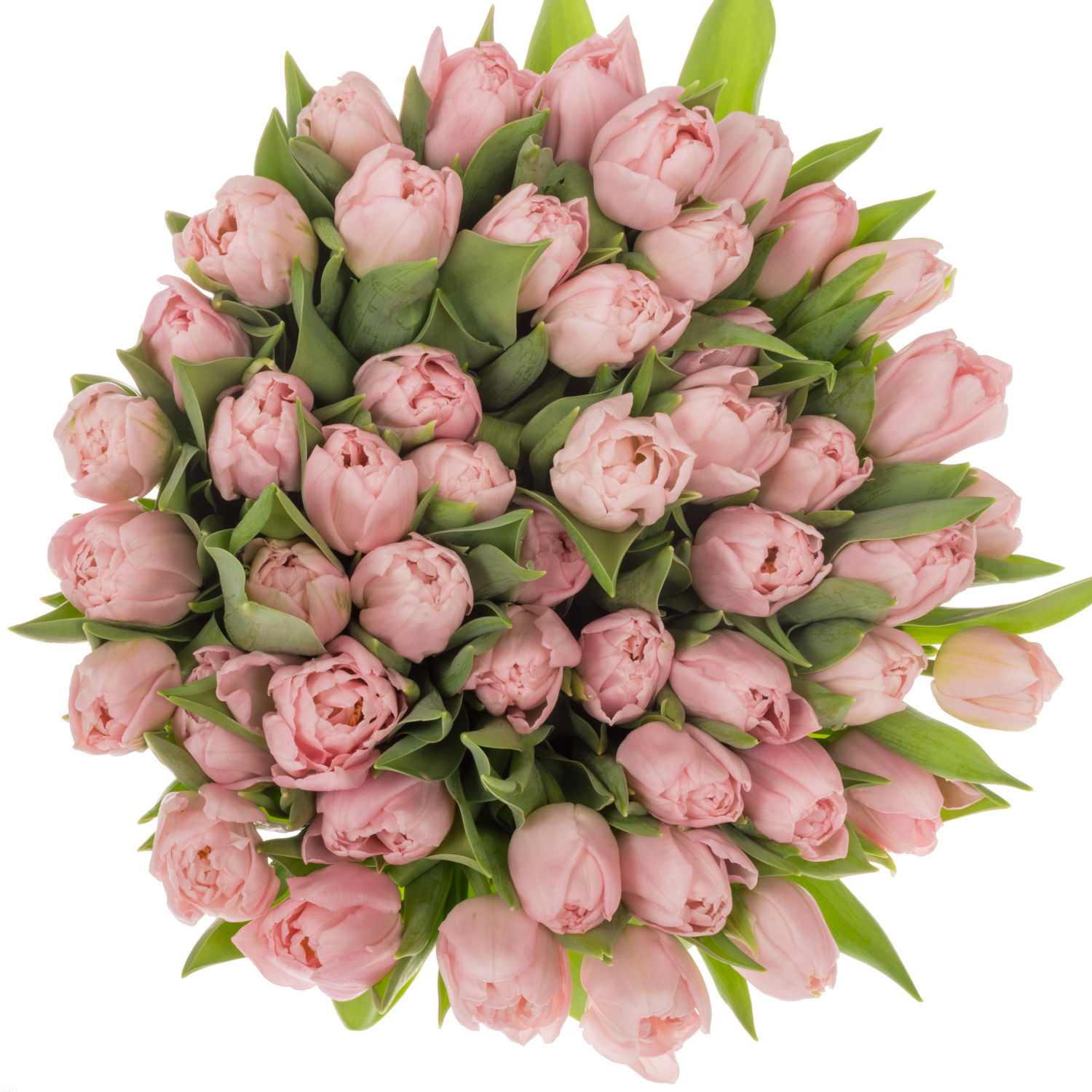 Tulpe rosa doppel Dreamer 36 Gramm