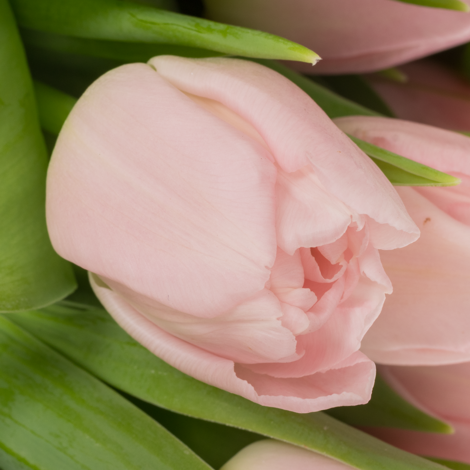 Tulpe rosa doppel Dreamer 36 Gramm