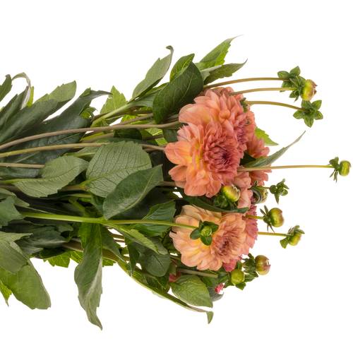 Dahlia orange lachs Chanel 50cm
