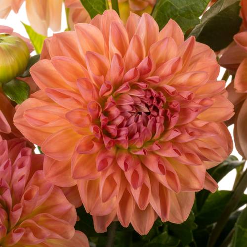 Dahlia orange lachs Chanel 50cm