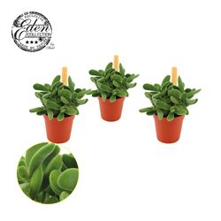 Crassula Stretto T05,5 H10