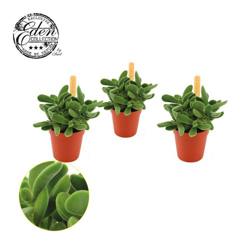 Crassula Stretto T05,5 H10
