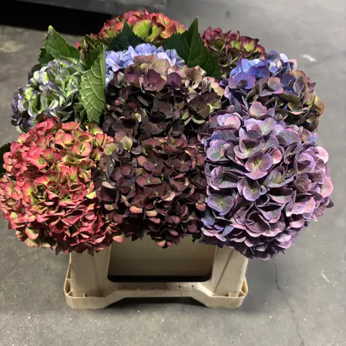 Hortensie mix gemischt classic Bol 14cm 40cm