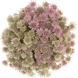 Astrantia rosa pink Sensation 50cm