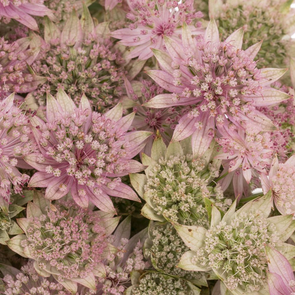 Astrantia rosa pink Sensation 50cm