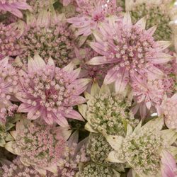 Astrantia rosa pink Sensation 50cm